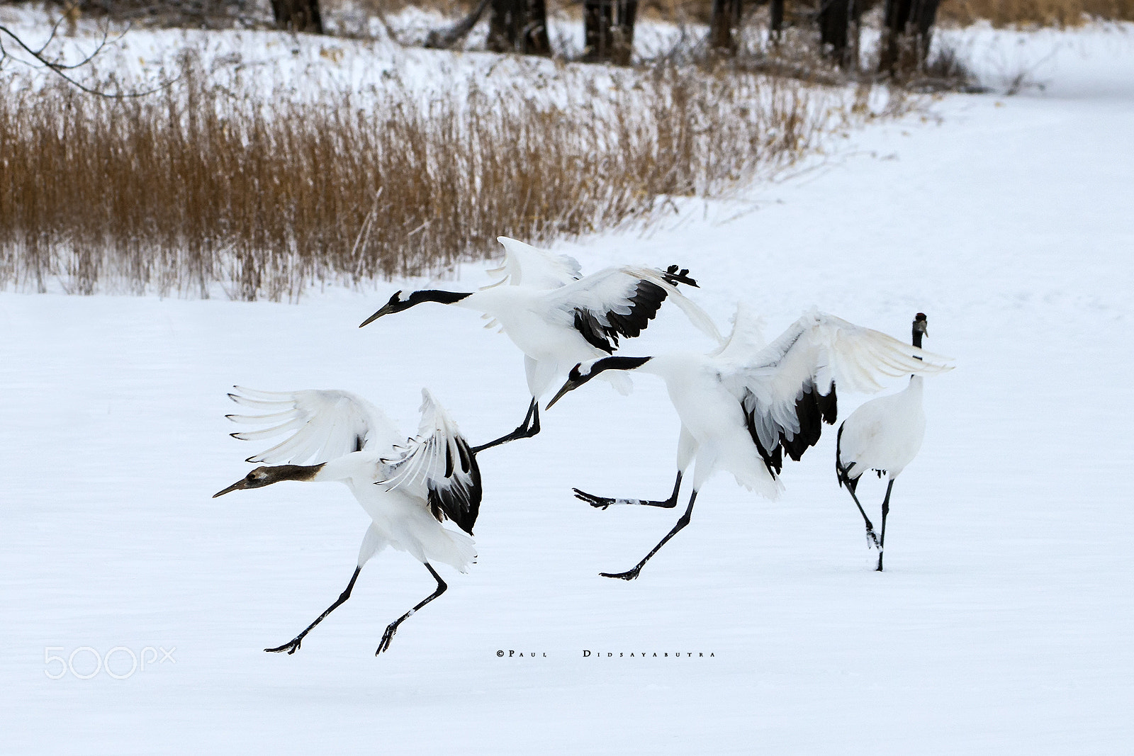 Nikon AF-S Nikkor 200-400mm F4G ED-IF VR sample photo. The arts of landing photography