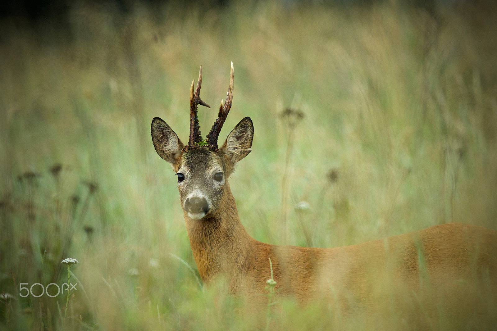 Canon EF 200-400mm F4L IS USM Extender 1.4x sample photo. Remembering summer time photography