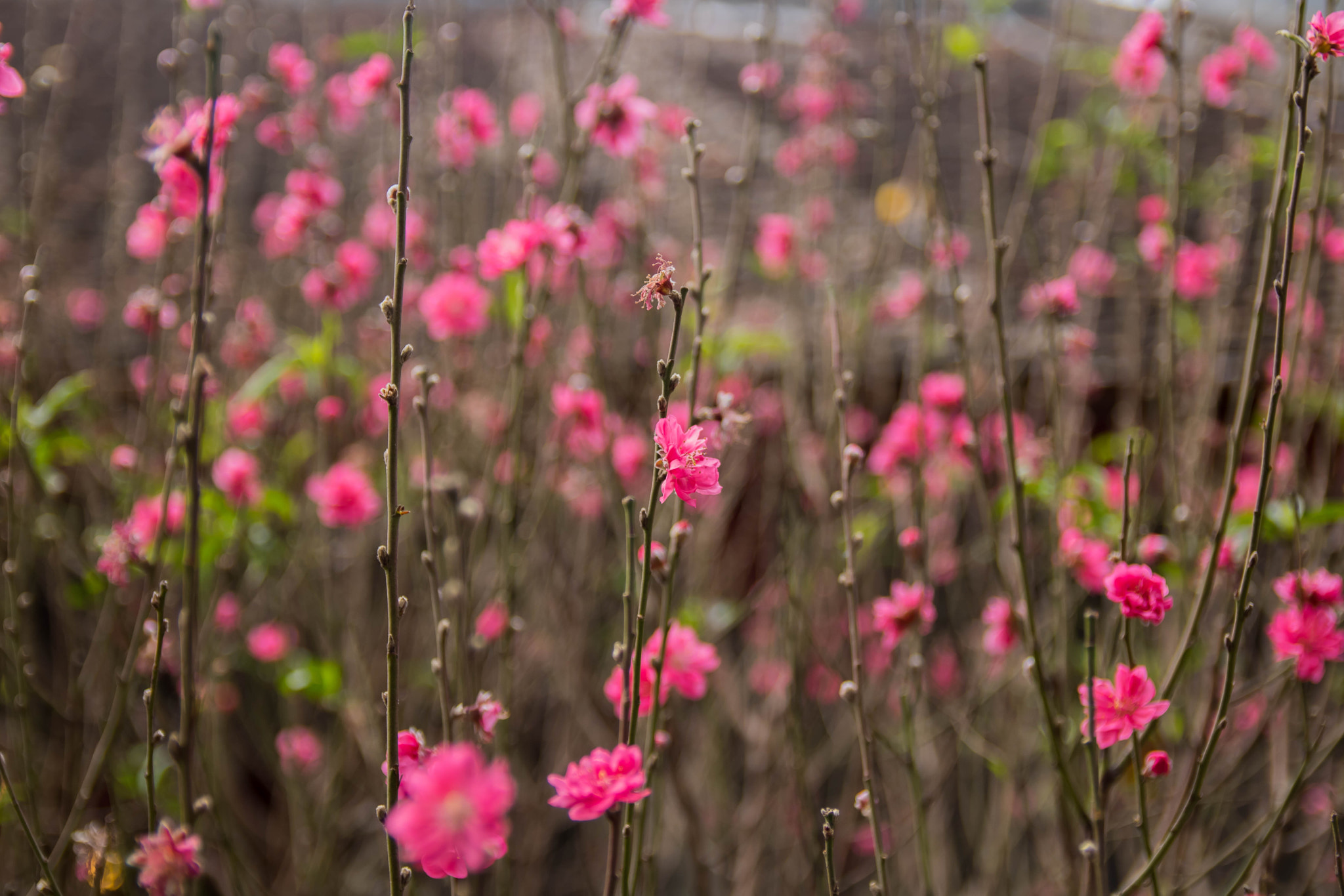 Canon EOS 750D (EOS Rebel T6i / EOS Kiss X8i) sample photo. Flowery contrast photography