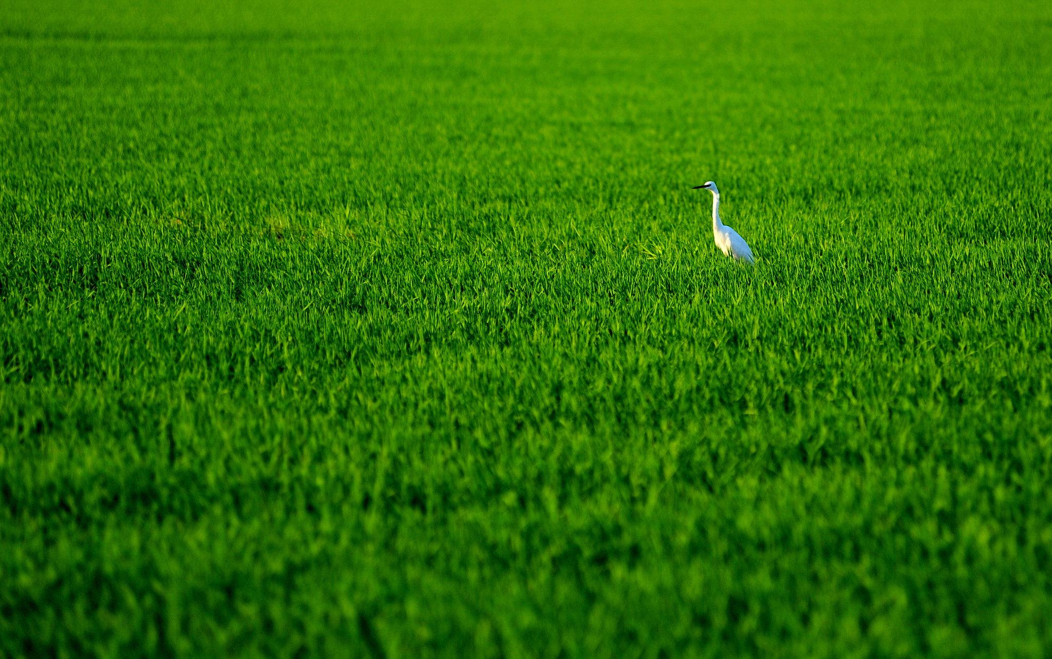 Nikon D3 sample photo. Little bird in a large field photography