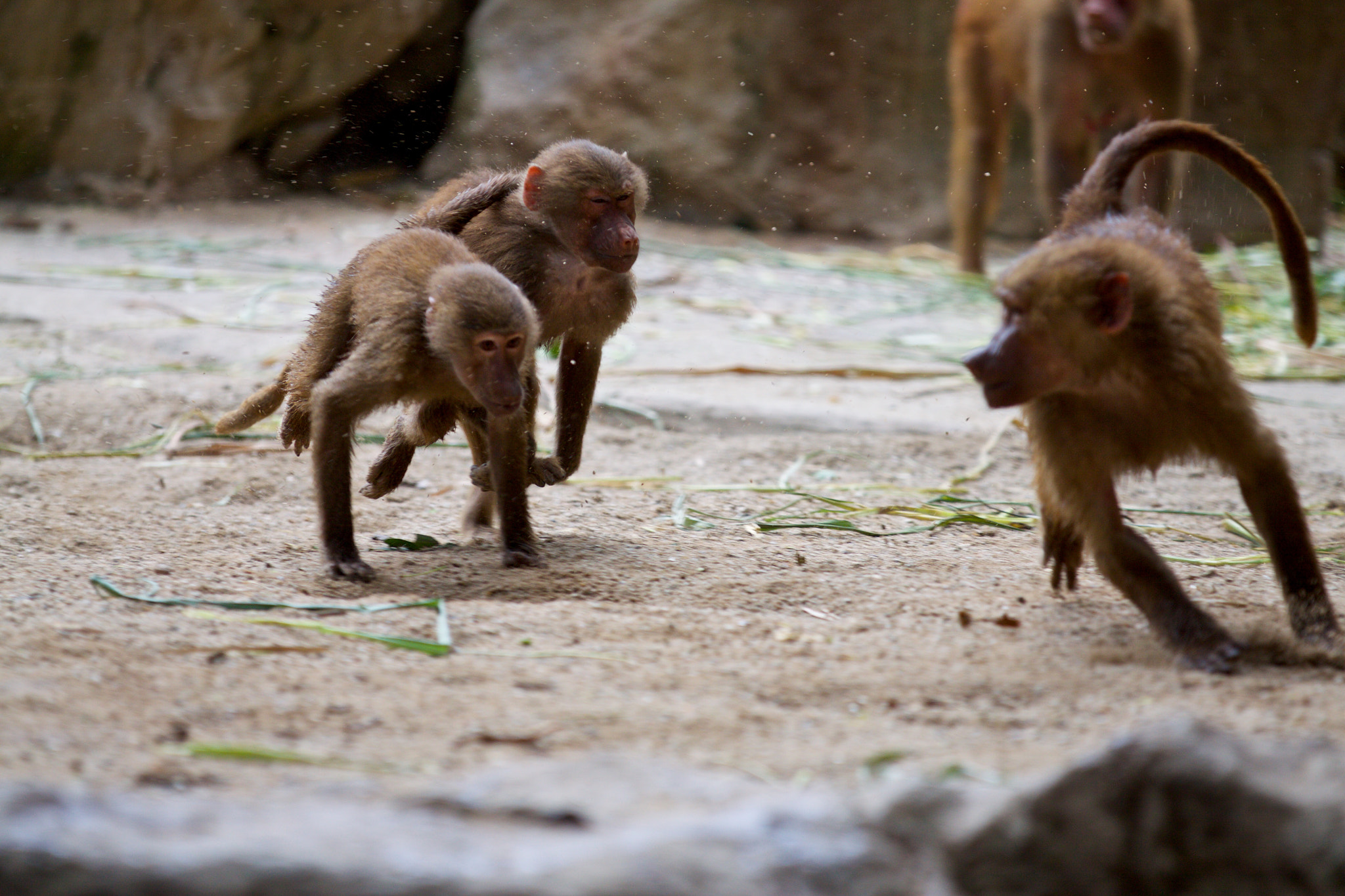 Canon EOS 50D + Canon EF 70-200mm F2.8L IS II USM sample photo. Monkey business photography