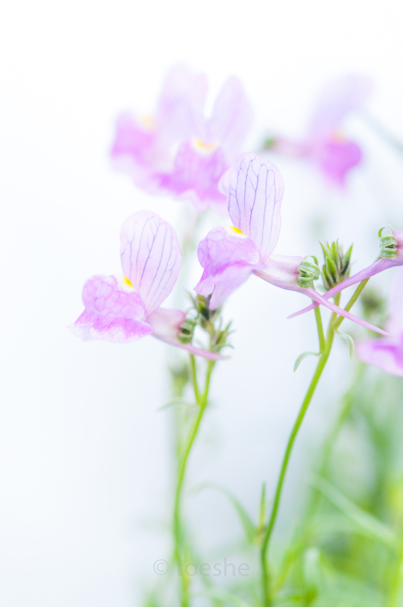 Nikon AF-S Micro-Nikkor 60mm F2.8G ED sample photo. Linaria bipartita photography