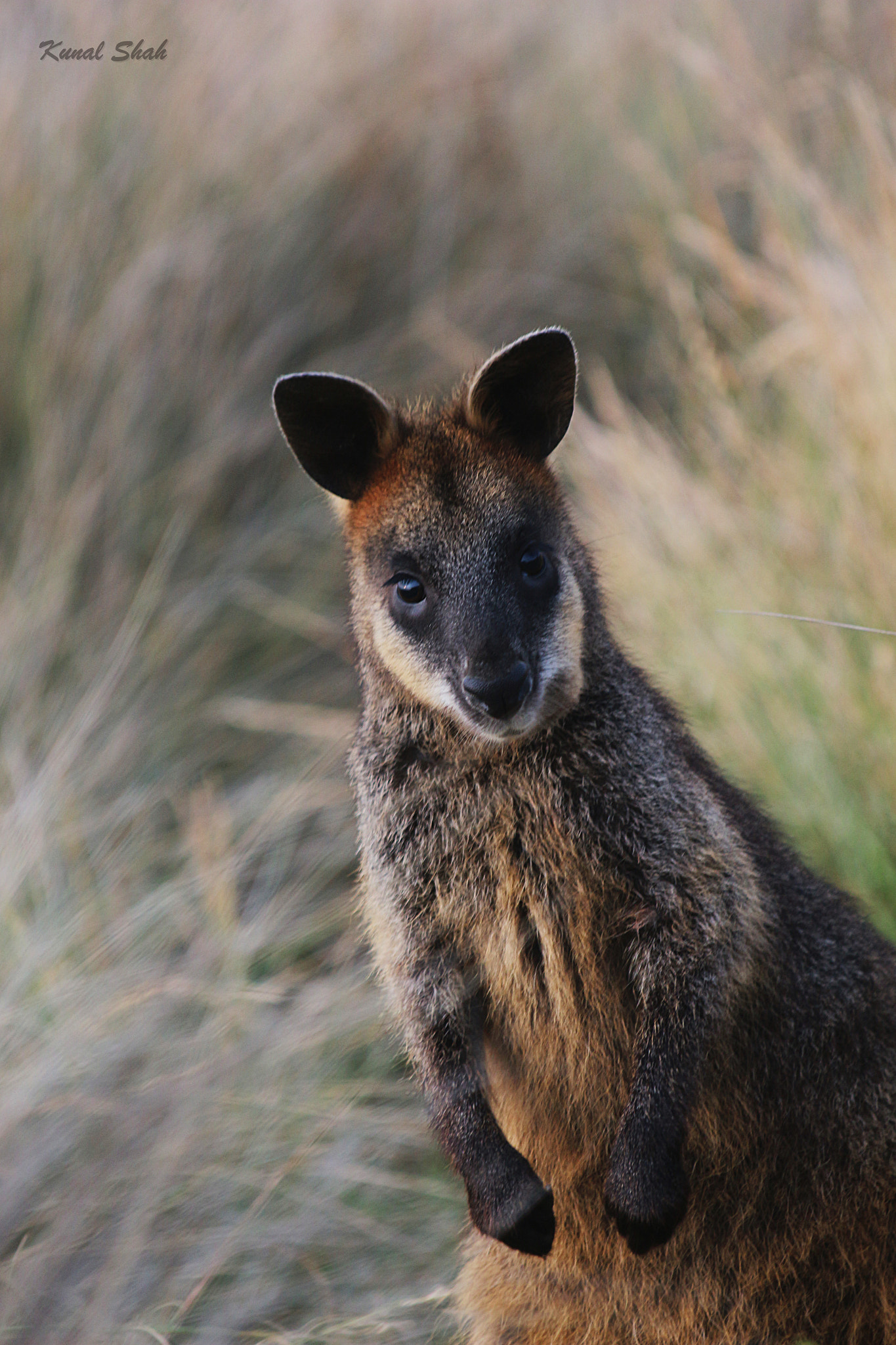 Canon EOS 700D (EOS Rebel T5i / EOS Kiss X7i) + Canon EF 22-55mm f/4-5.6 USM sample photo. Swamp wallaby  photography