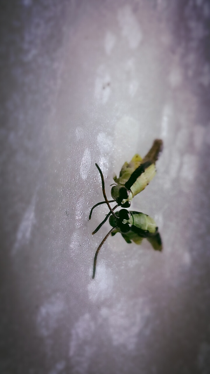 ASUS Zenfone Go (ASUS_Z00VD) sample photo. The cute freinds photography