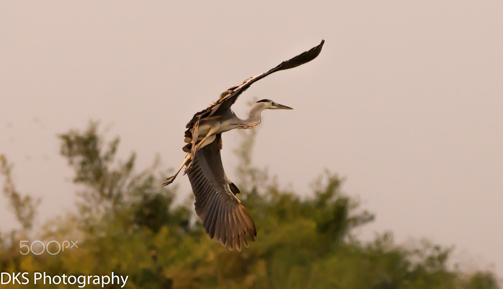 Sigma 150-600mm F5-6.3 DG OS HSM | C sample photo. Grey heron 2 photography