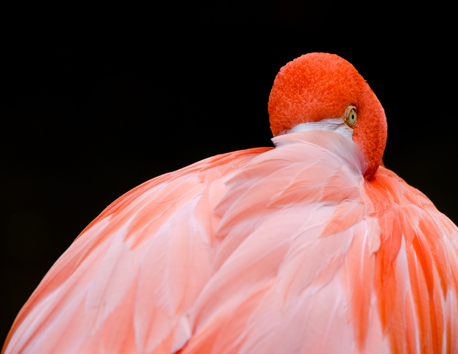 Nikon AF-S Nikkor 70-200mm F2.8G ED VR II sample photo. Flamingo eye photography