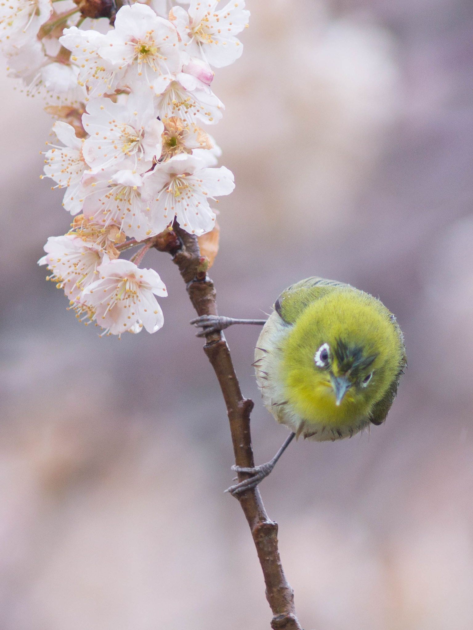 Minolta AF 300mm F4 HS-APO G sample photo. 桜とメジロ photography