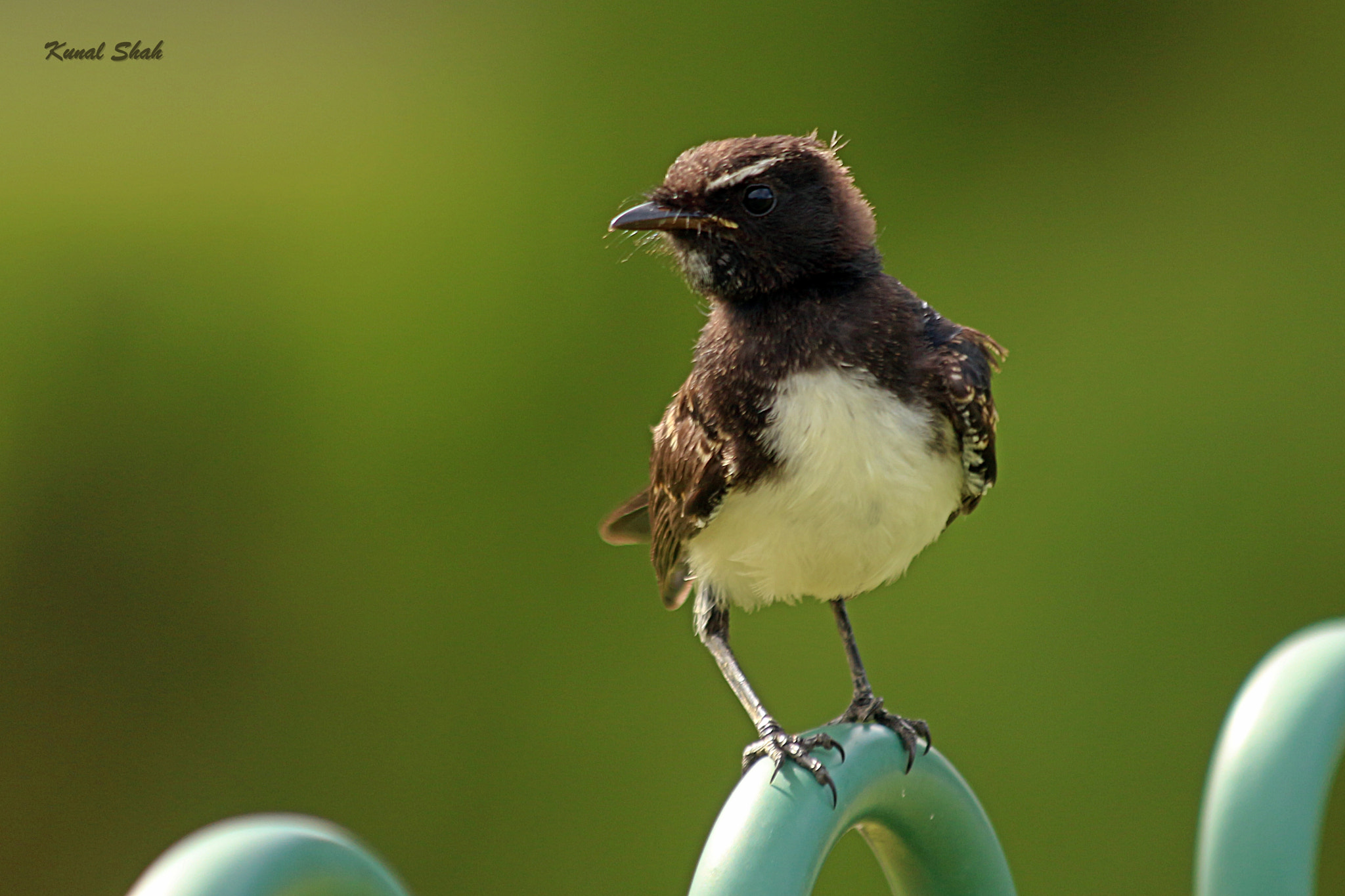 Canon EF 70-300mm F4-5.6 IS USM sample photo. Willy wagtail photography