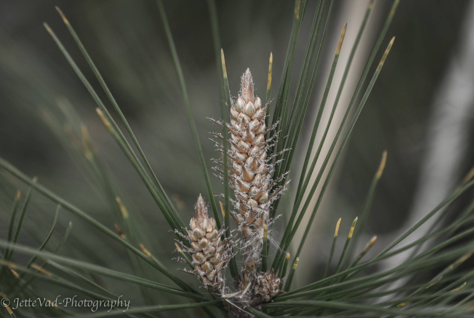 Sony E 18-200mm F3.5-6.3 OSS sample photo. Cones photography