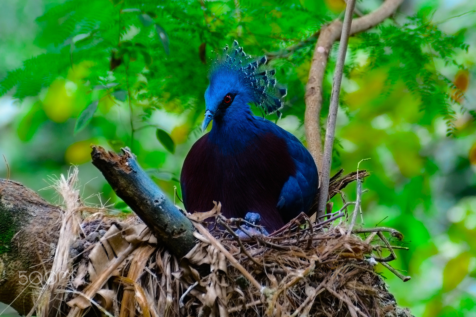 Nikon D5200 sample photo. Victoria crowned pigeon, victoria goura. photography