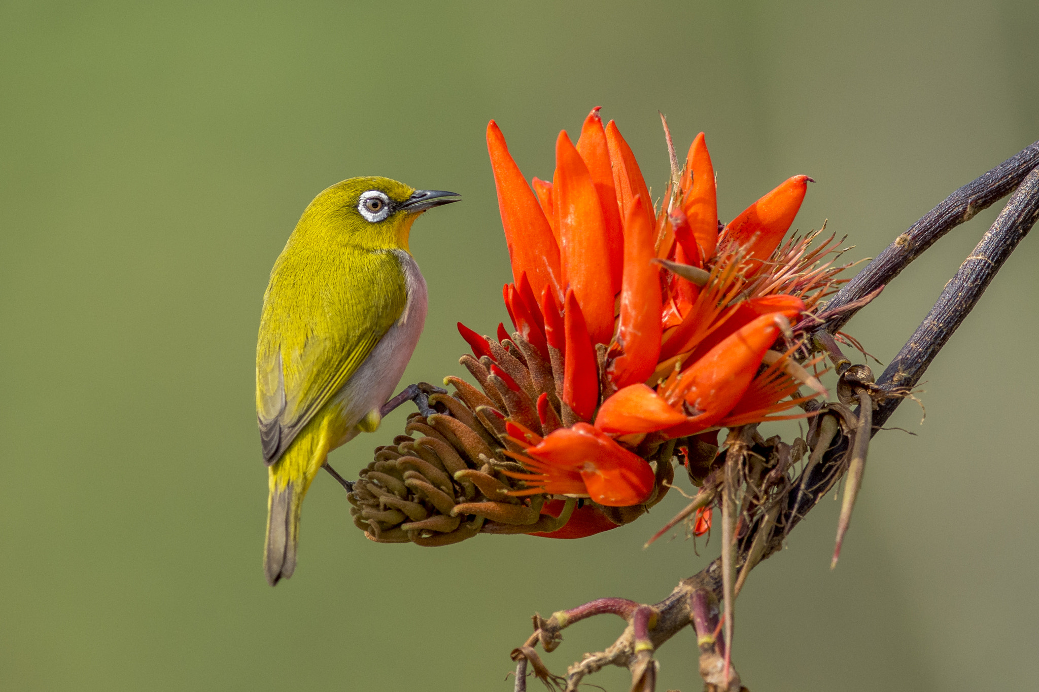 Nikon D7200 + Nikon AF-S Nikkor 300mm F4D ED-IF sample photo. White-eye 2 photography