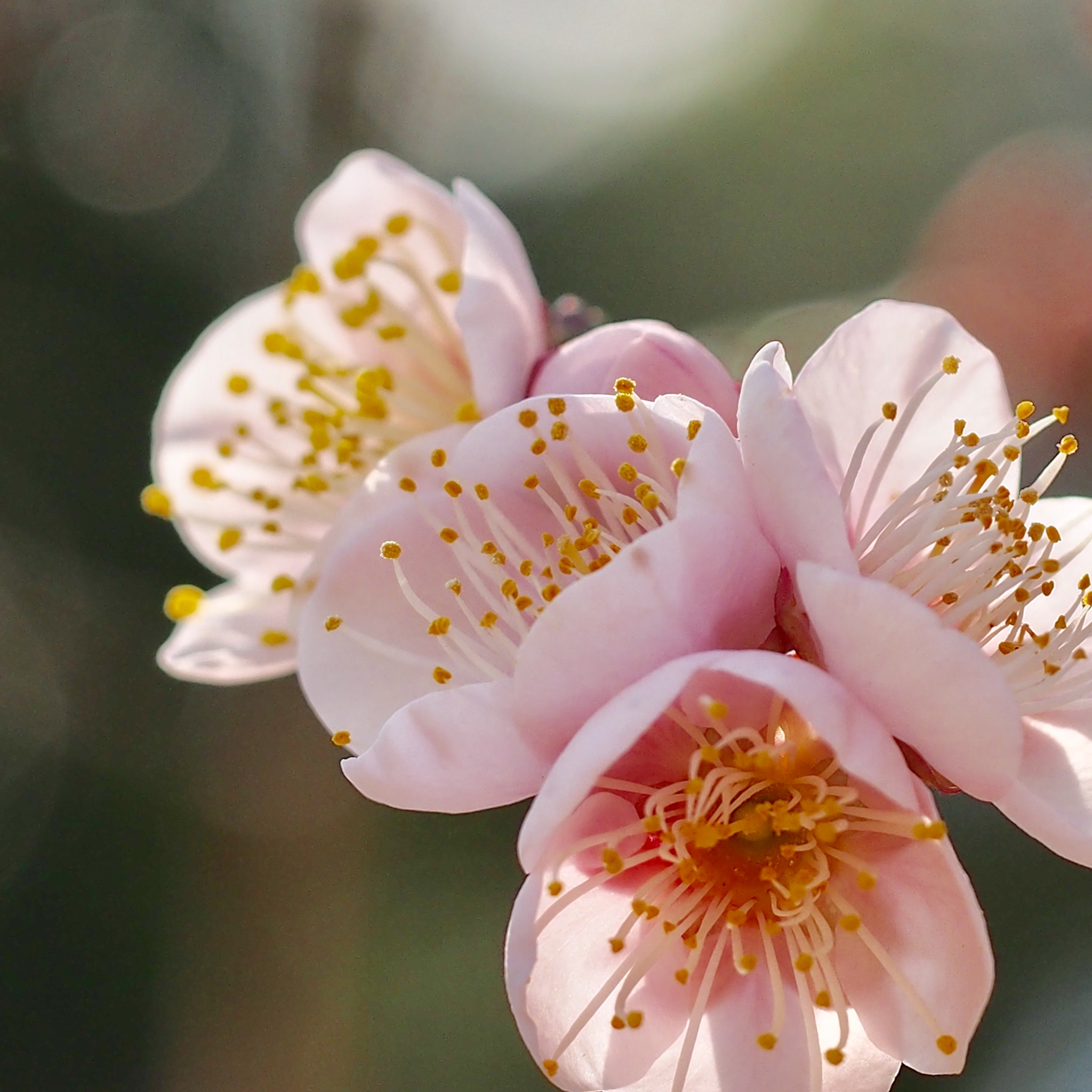 Olympus M.Zuiko Digital ED 60mm F2.8 Macro sample photo. Japanese plum photography