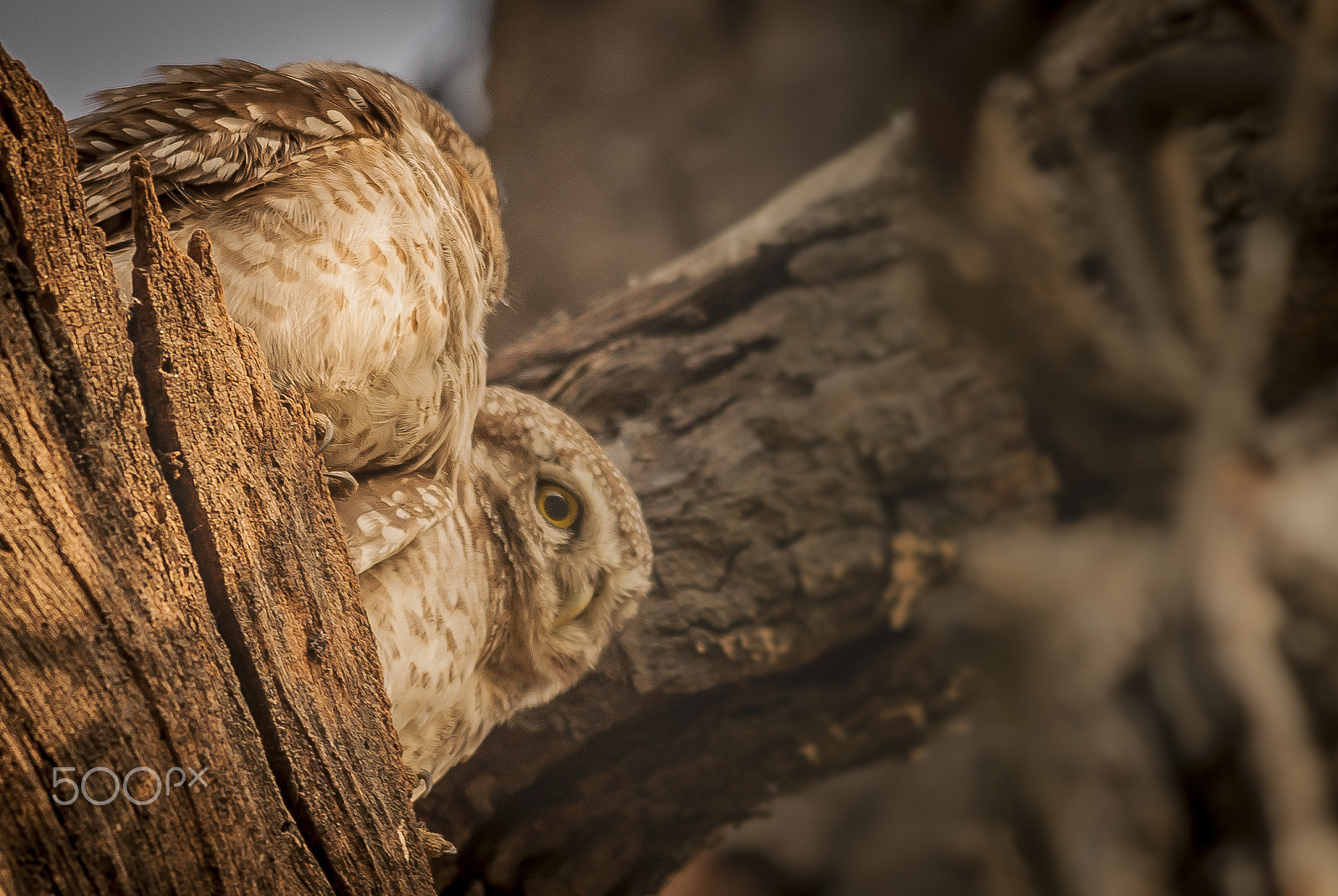 Nikon D700 + Sigma 150-500mm F5-6.3 DG OS HSM sample photo. One owl staring & one sleeping photography