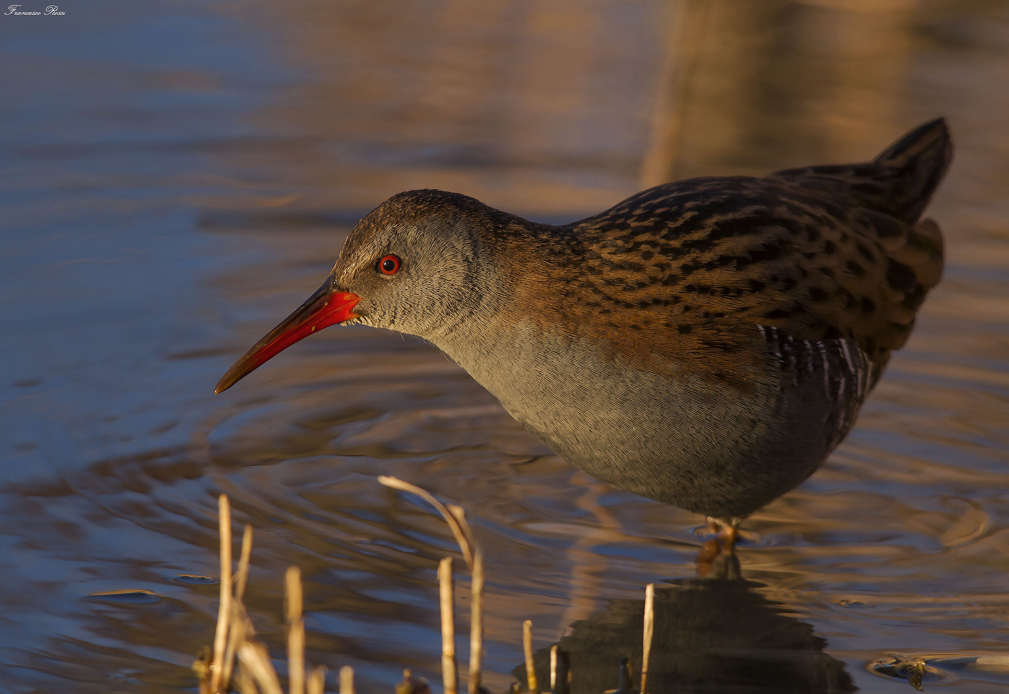 Canon EOS 7D + Sigma 150-500mm F5-6.3 DG OS HSM sample photo. Water rail, porciglione photography