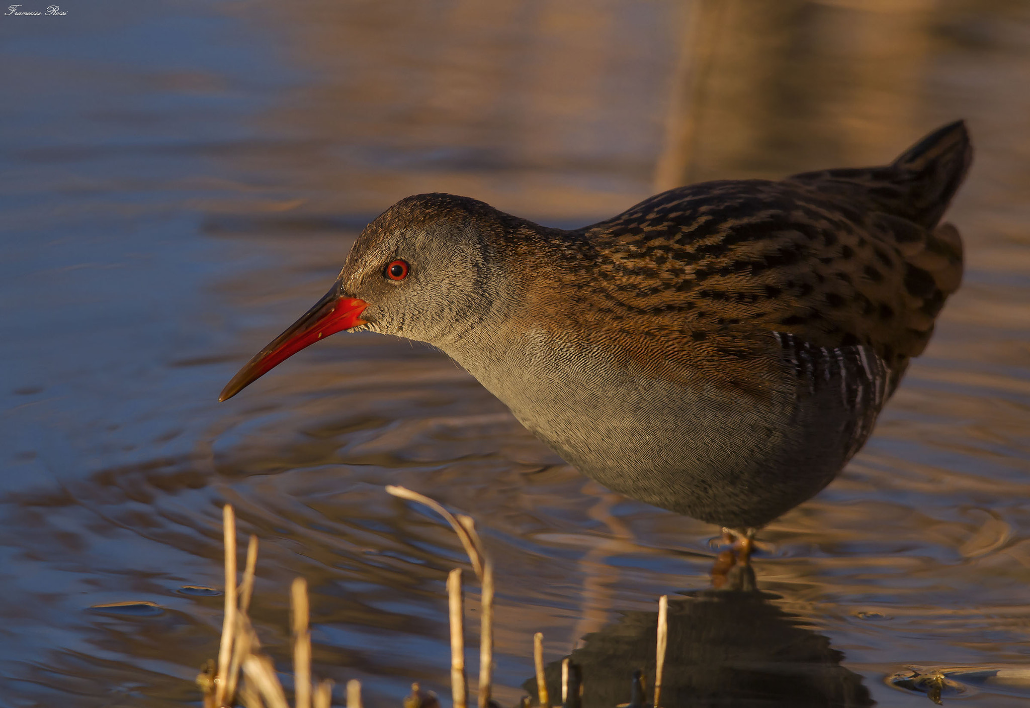 Sigma 150-500mm F5-6.3 DG OS HSM sample photo. Water rail, porciglione photography