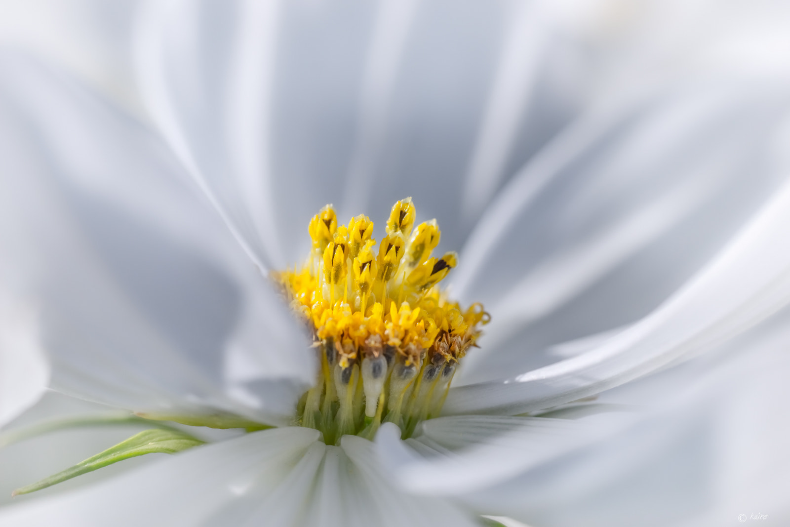 Sony SLT-A77 + Tamron AF 55-200mm F4-5.6 Di II LD Macro sample photo. White cosmos photography