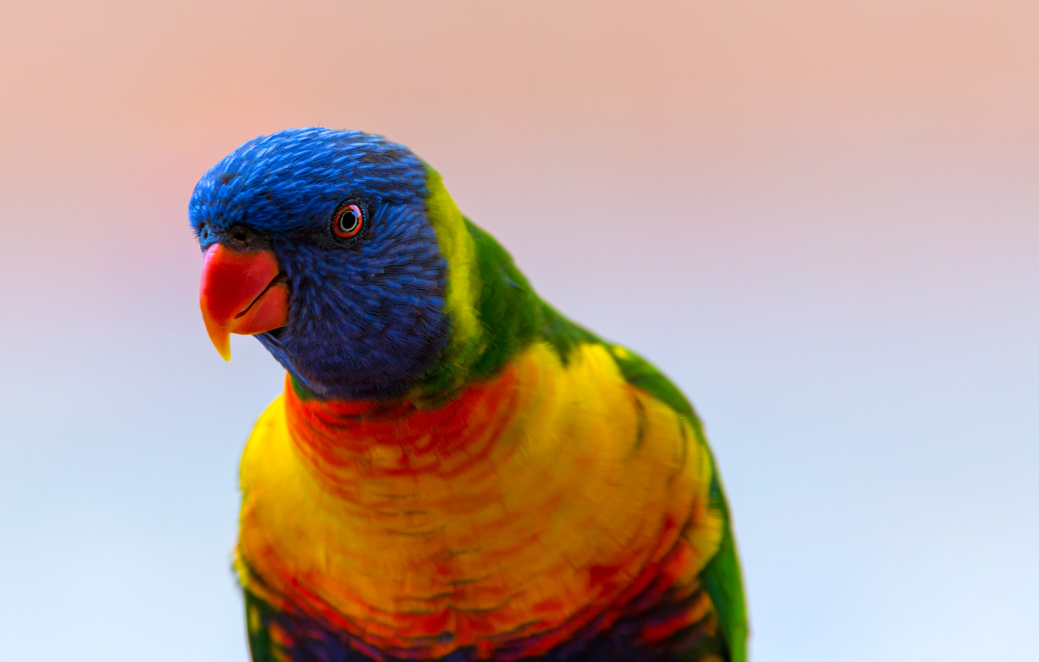 150-600mm F5-6.3 DG OS HSM | Contemporary 015 sample photo. Pop of colours photography