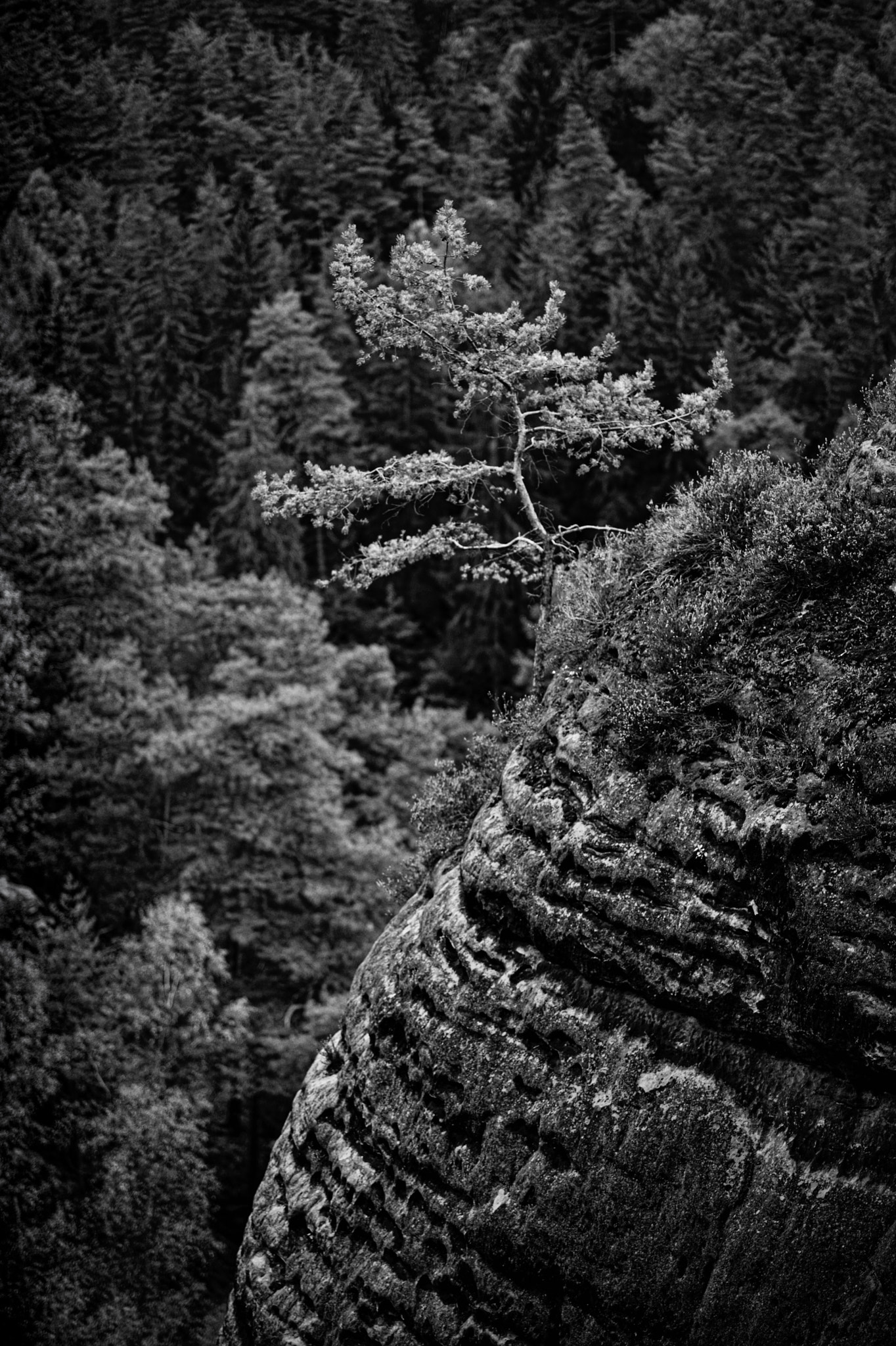 Leica M (Typ 240) + Leica APO-Summicron-M 90mm F2 ASPH sample photo. Landscape detail in saxon switzerland photography