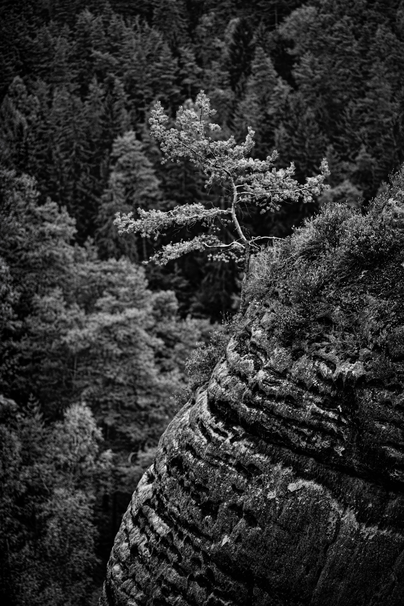 Leica APO-Summicron-M 90mm F2 ASPH sample photo. Landscape detail in saxon switzerland photography