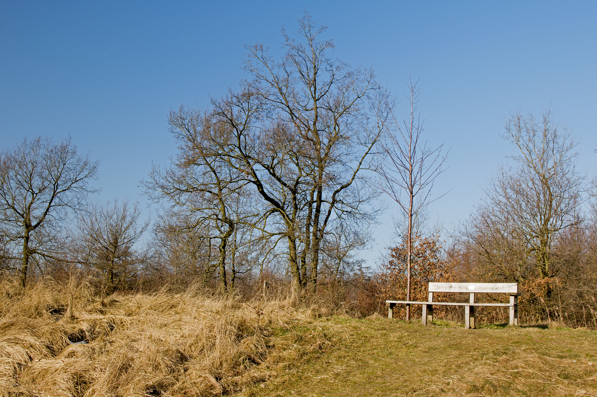 Canon EF 24-105mm F3.5-5.6 IS STM sample photo. Bankje in het kuiderbos photography