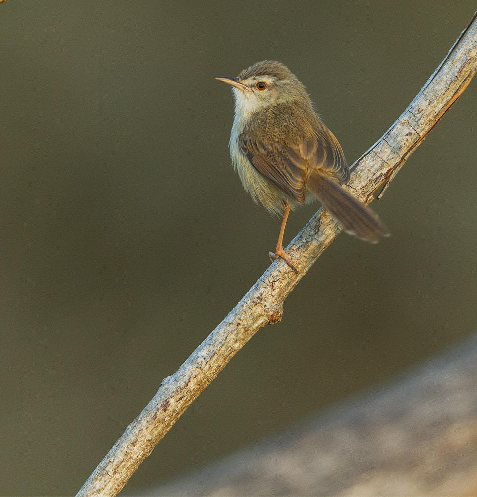 Canon EF 300mm F2.8L IS II USM sample photo. Tawnyflanked prinia photography