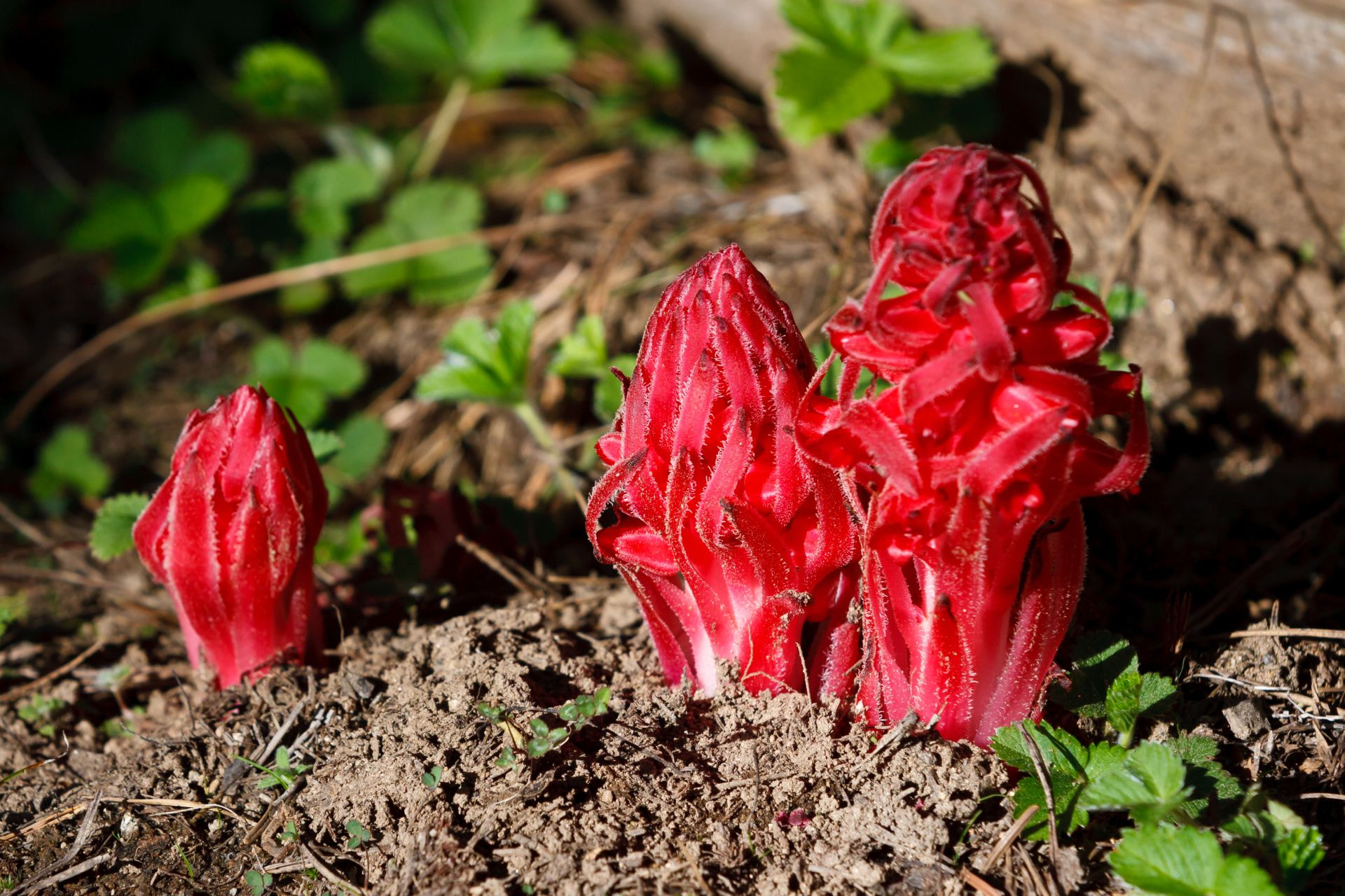 Canon EF 70-200mm F2.8L IS USM sample photo. Snow plant (sarcodes sanguinea) photography