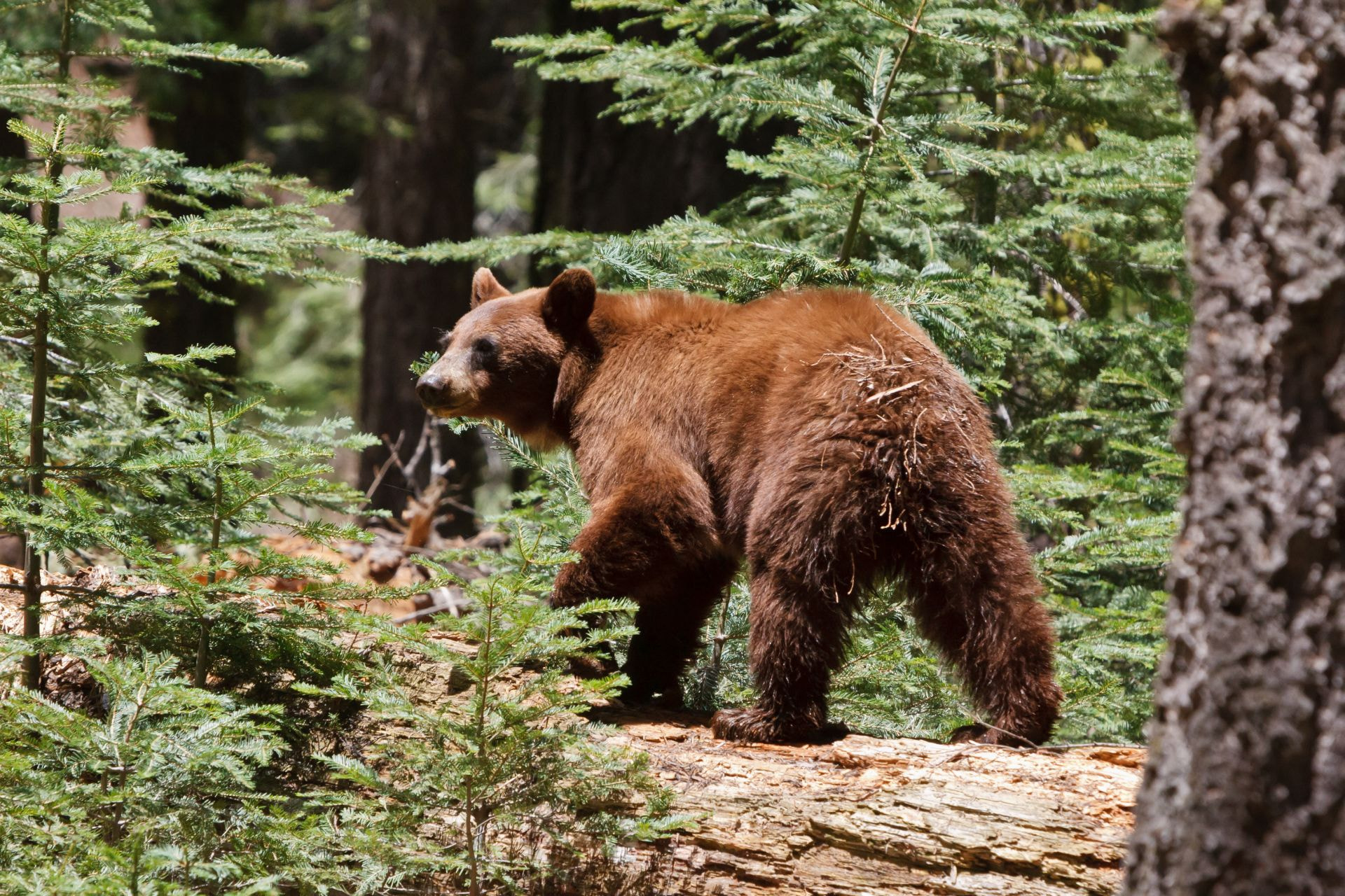 Canon EOS 30D + Canon EF 70-200mm F2.8L IS USM sample photo. Braunbär / brown bear photography