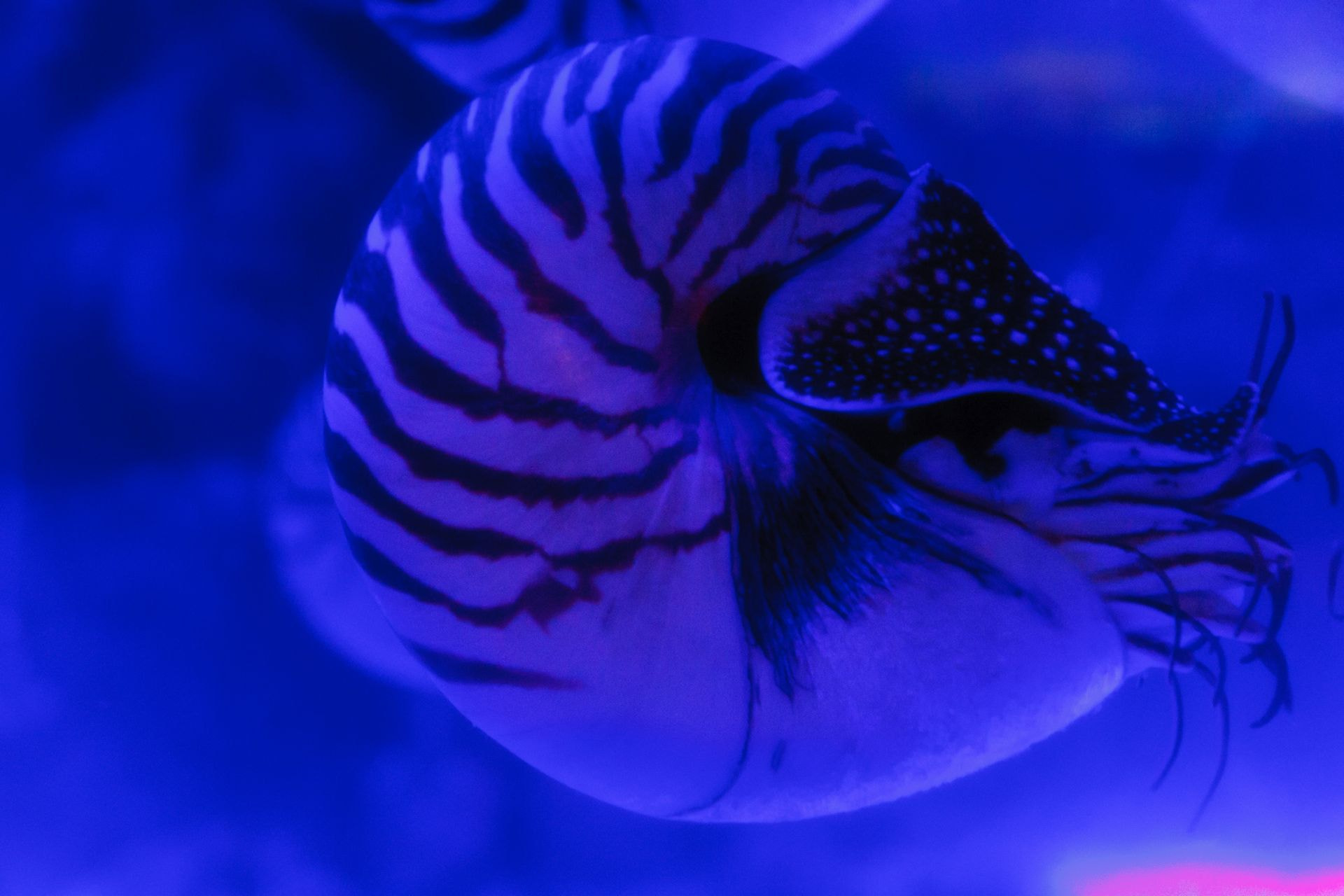 Canon EOS 30D sample photo. Nautilus photography