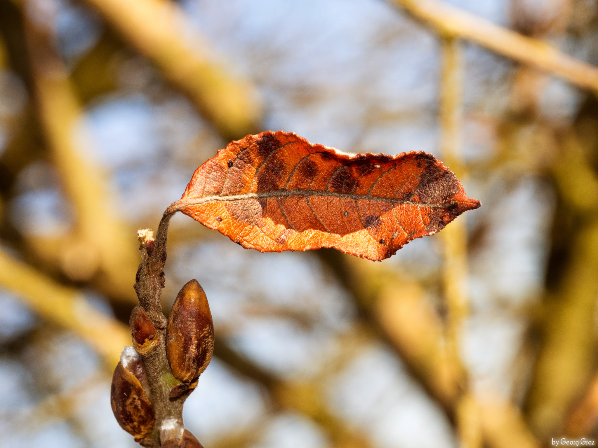 Olympus M.Zuiko Digital ED 60mm F2.8 Macro sample photo. Last leaf - 2016 photography
