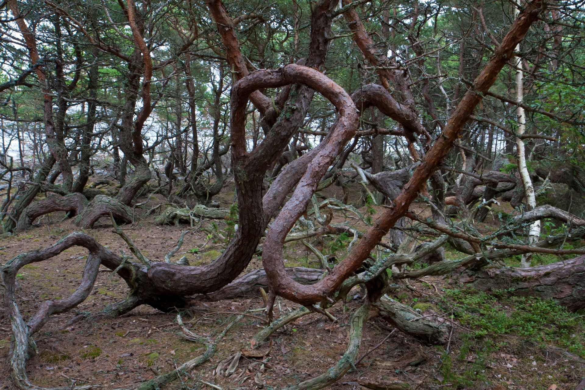 Canon EOS 30D sample photo. Trollskogen photography