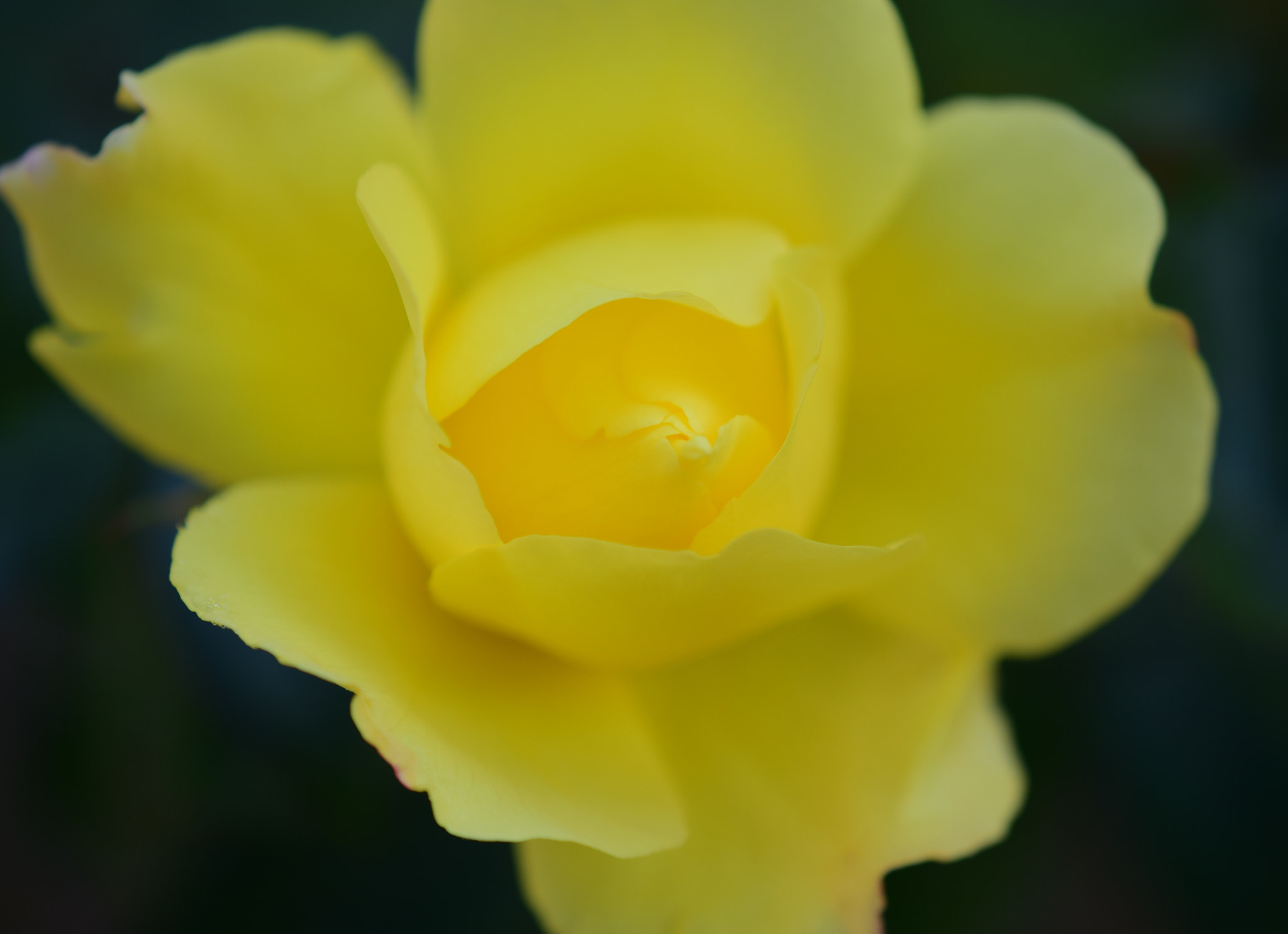Nikon AF-S DX Micro-Nikkor 85mm F3.5G ED VR sample photo. Yellow rose details photography