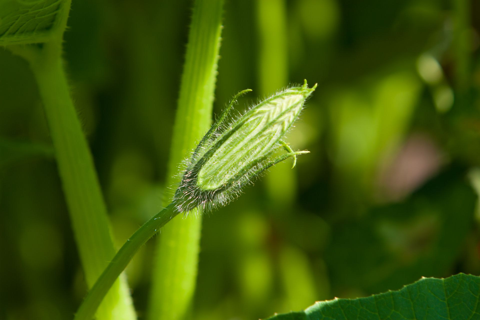Canon EF 70-200mm F2.8L IS USM sample photo. Blume photography