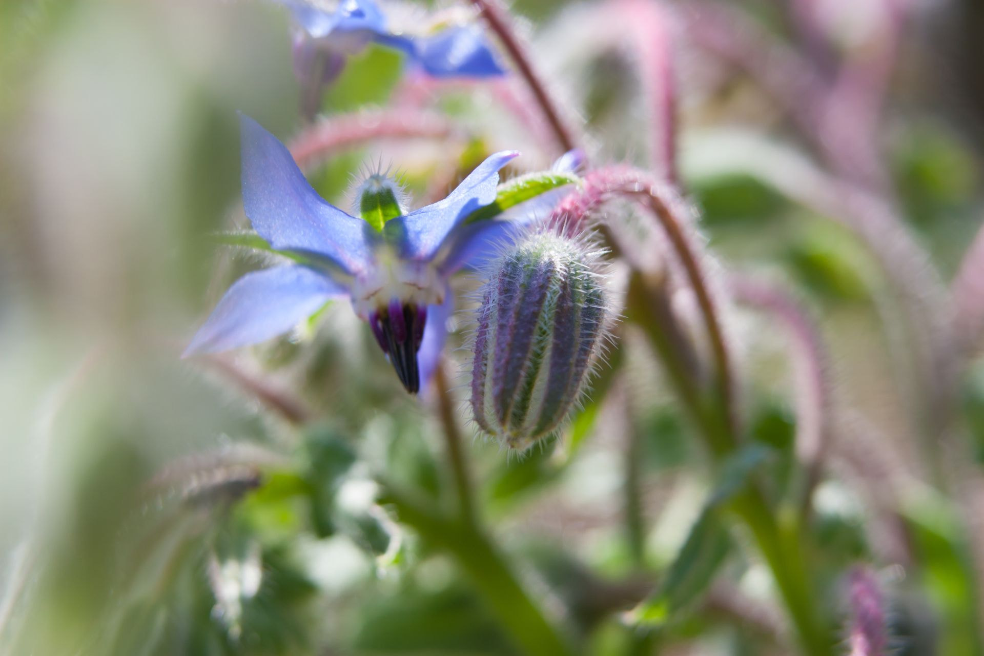 Canon EF 70-200mm F2.8L IS USM sample photo. Blume photography
