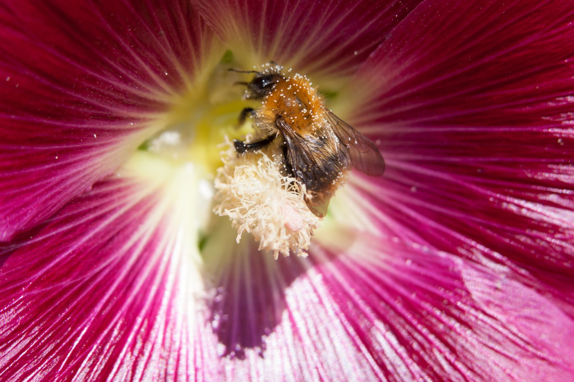 Canon EF 70-200mm F2.8L IS USM sample photo. Blume photography