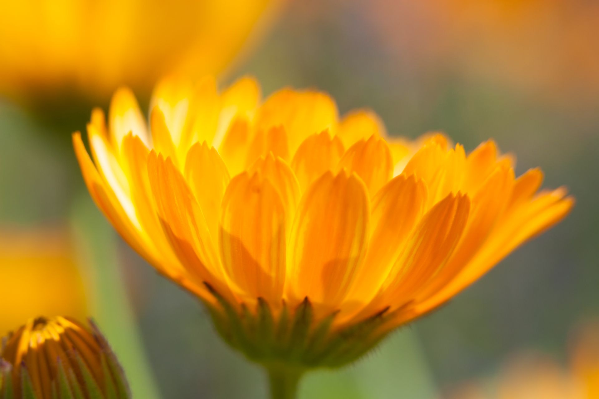 Canon EF 70-200mm F2.8L IS USM sample photo. Ringelblume photography