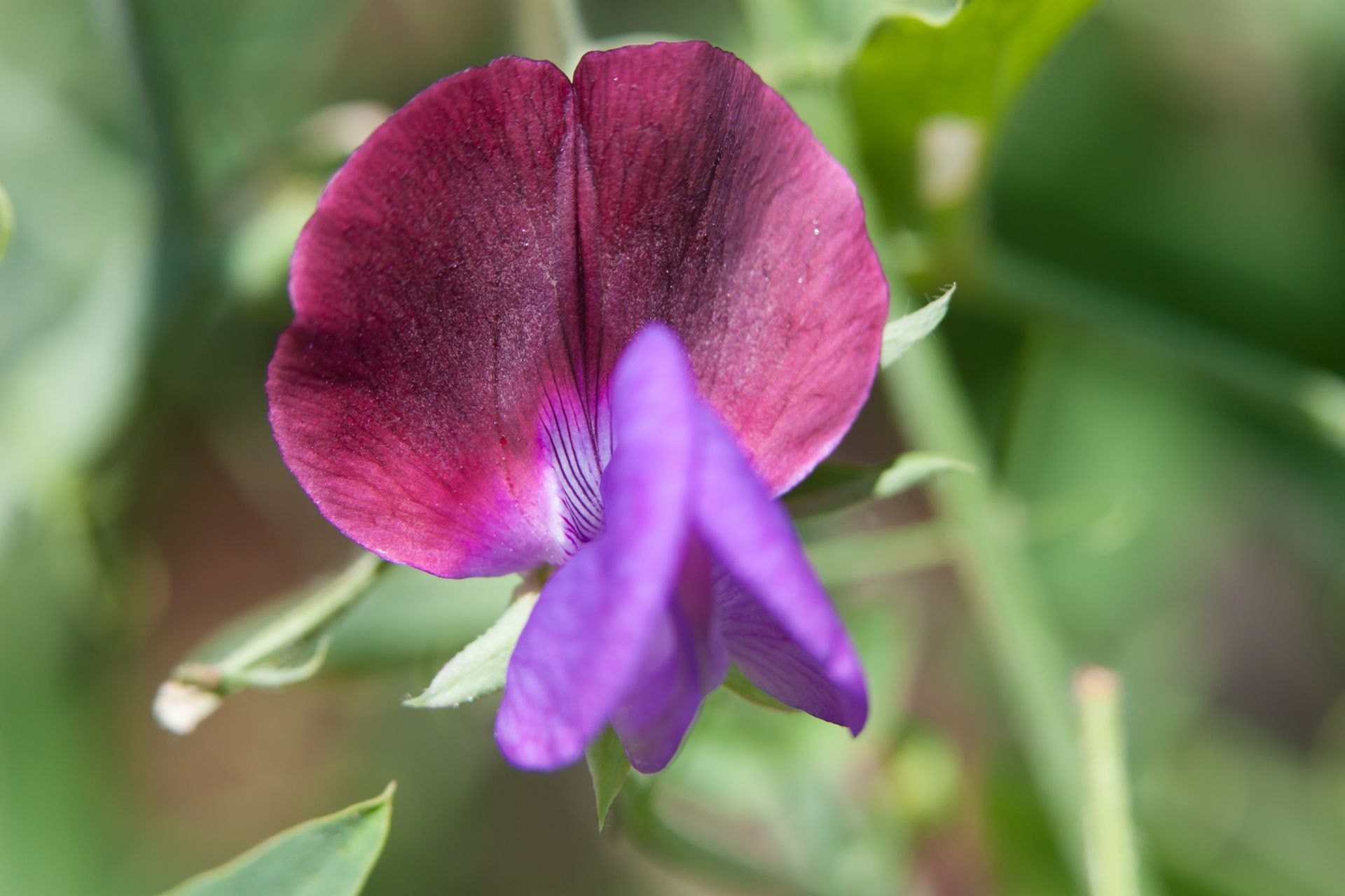 Canon EF 70-200mm F2.8L IS USM sample photo. Blume photography