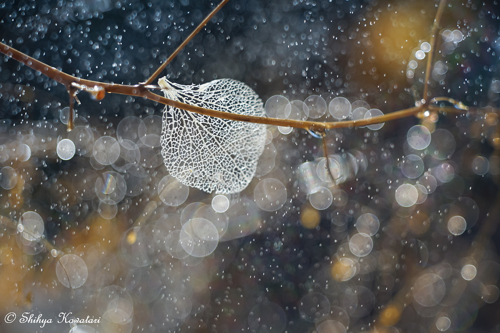 The One Memory Of Winter by Shihya Kowatari on 500px.com