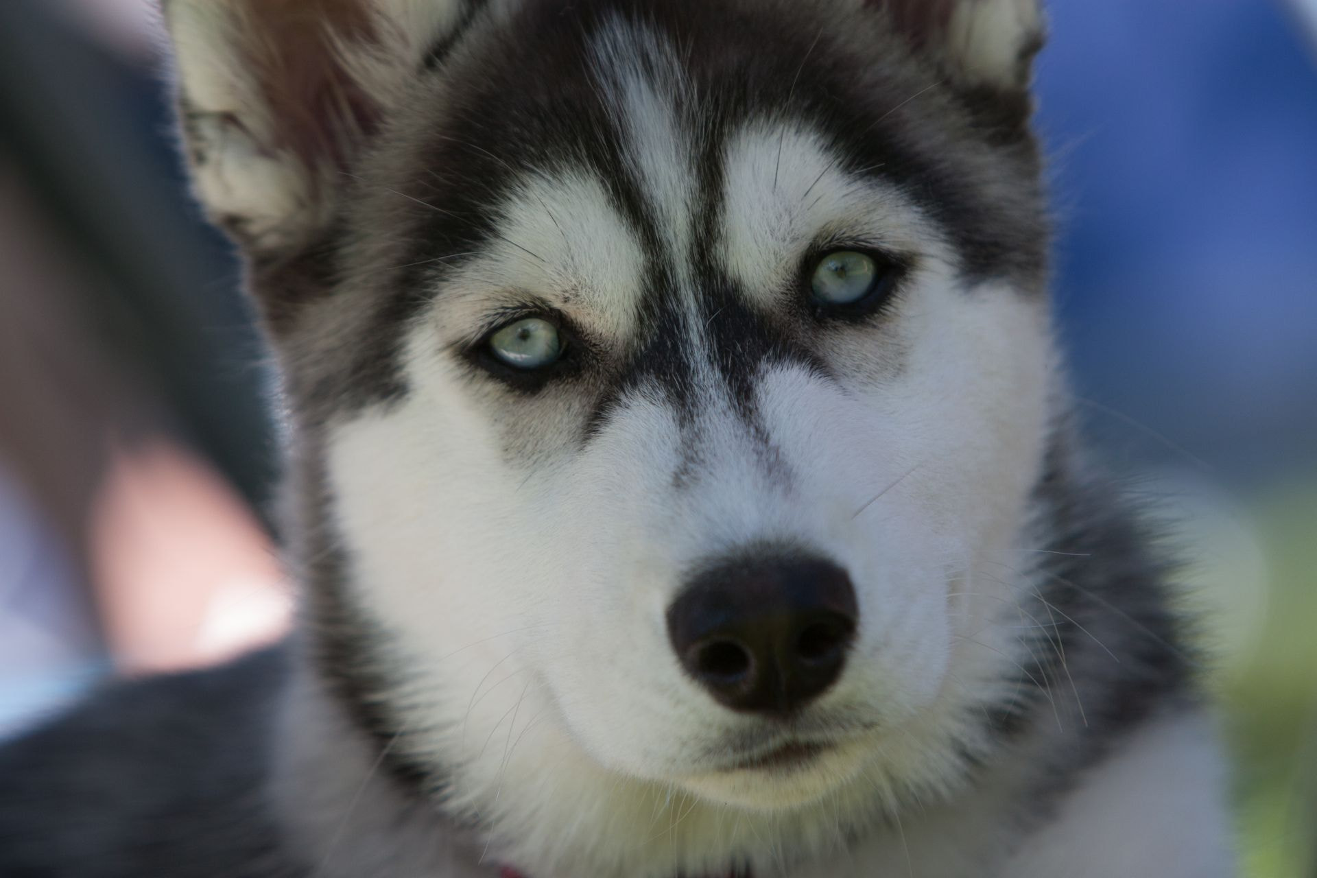 Canon EF 70-200mm F2.8L IS USM sample photo. Husky photography