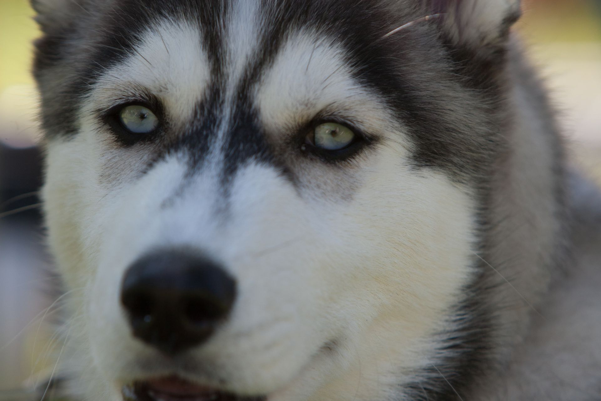 Canon EF 70-200mm F2.8L IS USM sample photo. Husky photography