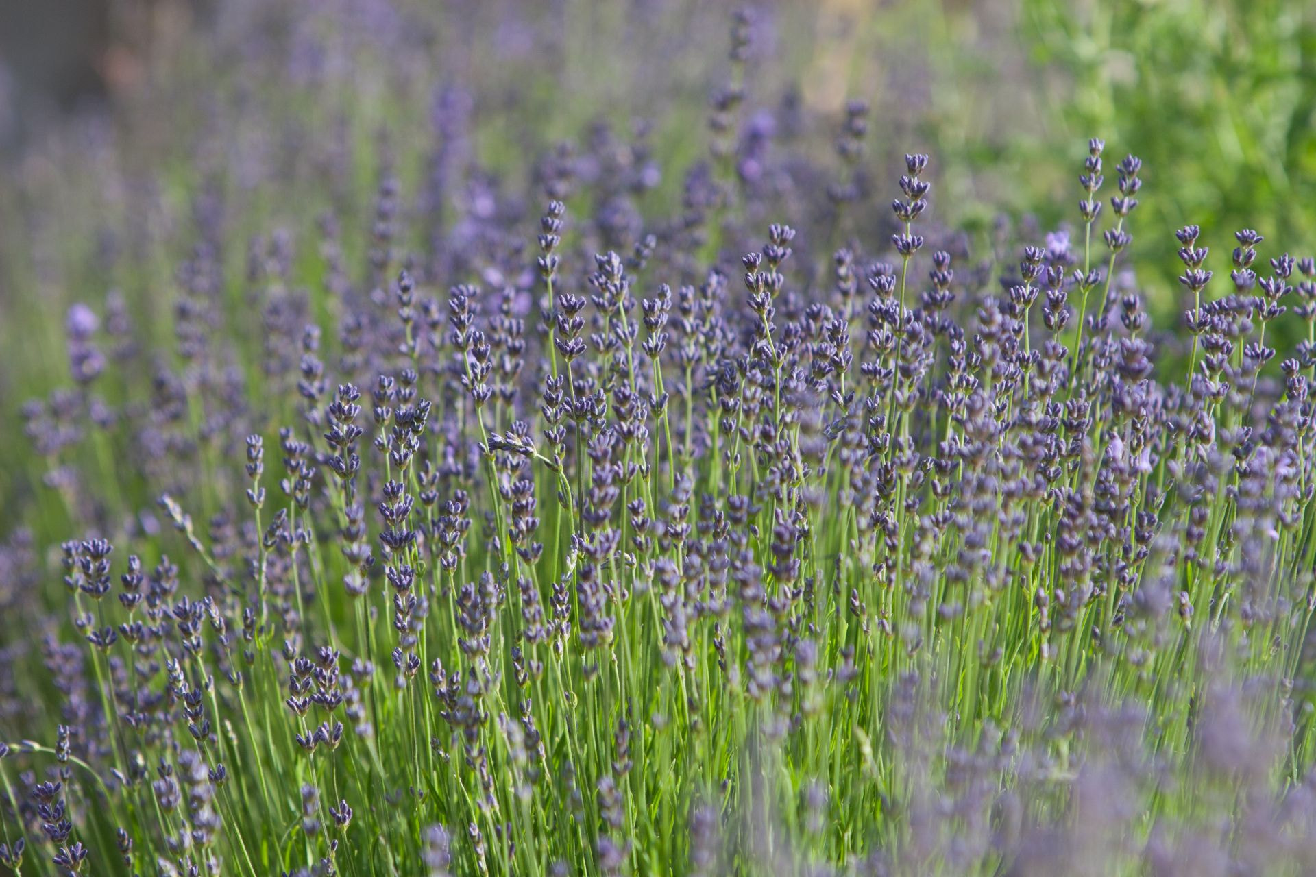Canon EF 70-200mm F2.8L IS USM sample photo. Lavendel photography