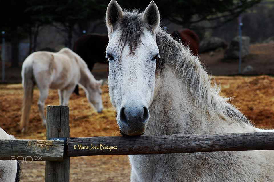 Nikon D40 sample photo. Nobleza animal photography