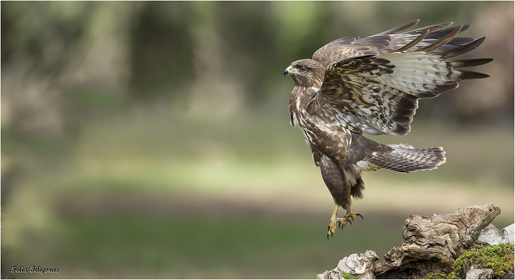Canon EF 300mm F2.8L IS II USM sample photo. En suspension photography