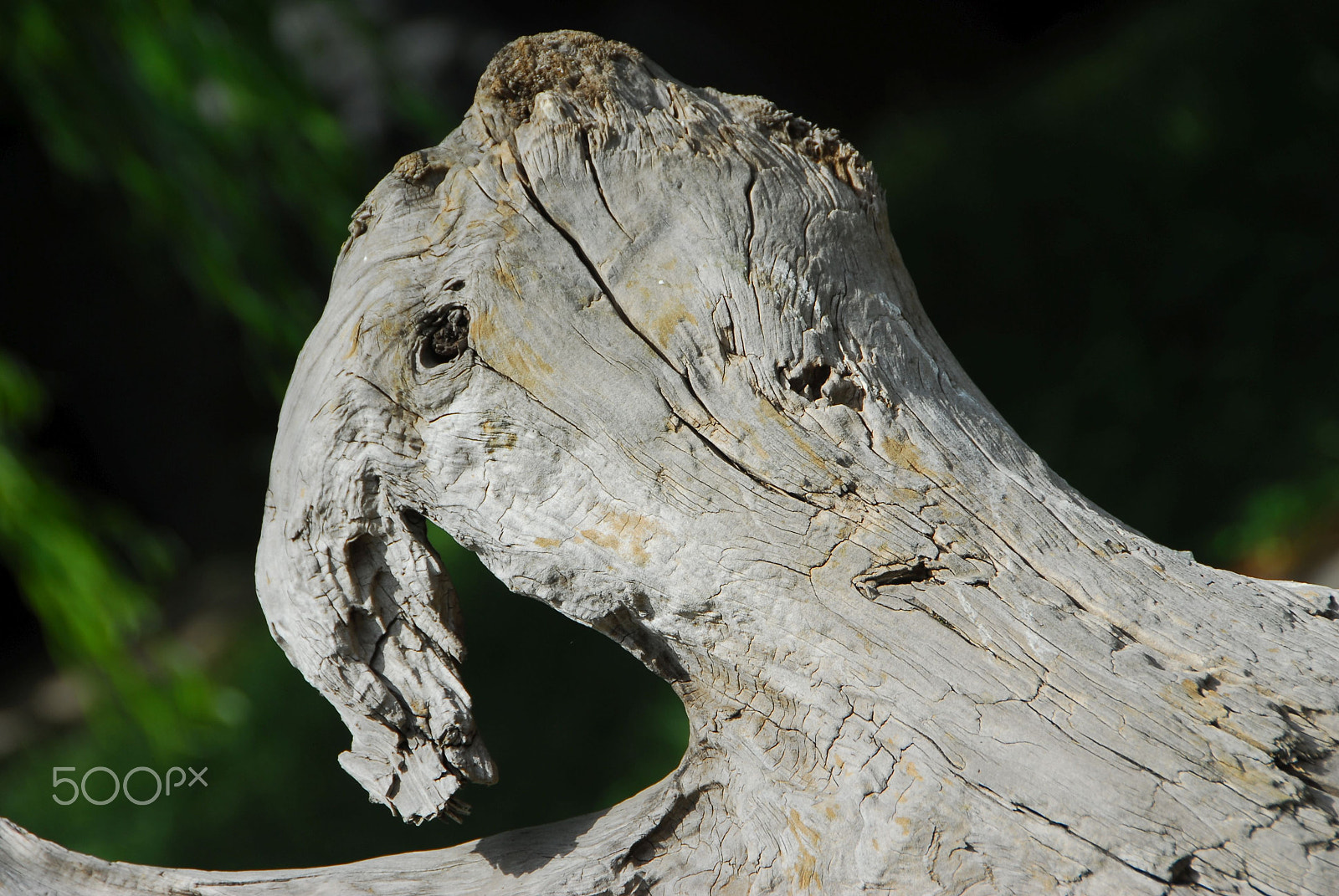 Nikon D200 sample photo. Parrot ?? photography