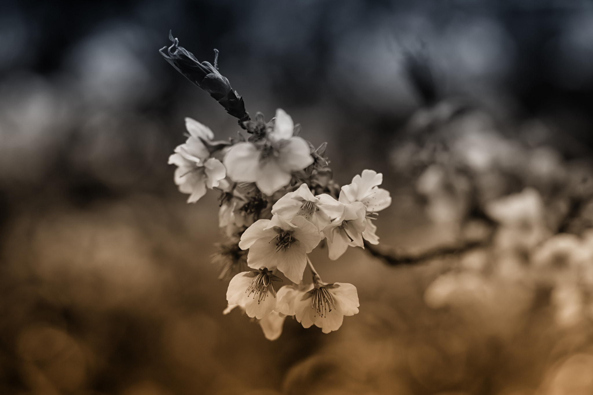 Sony a6500 + Sony Sonnar T* FE 55mm F1.8 ZA sample photo. Japan plum flower photography