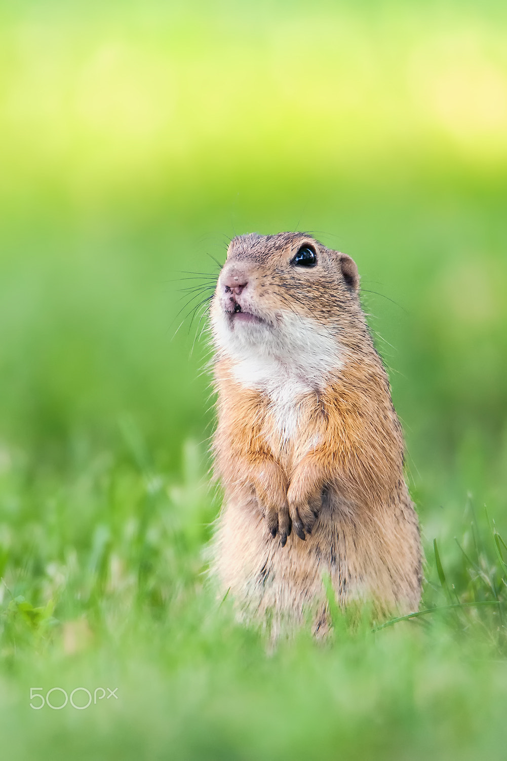 Nikon D700 sample photo. European ground squirrel photography