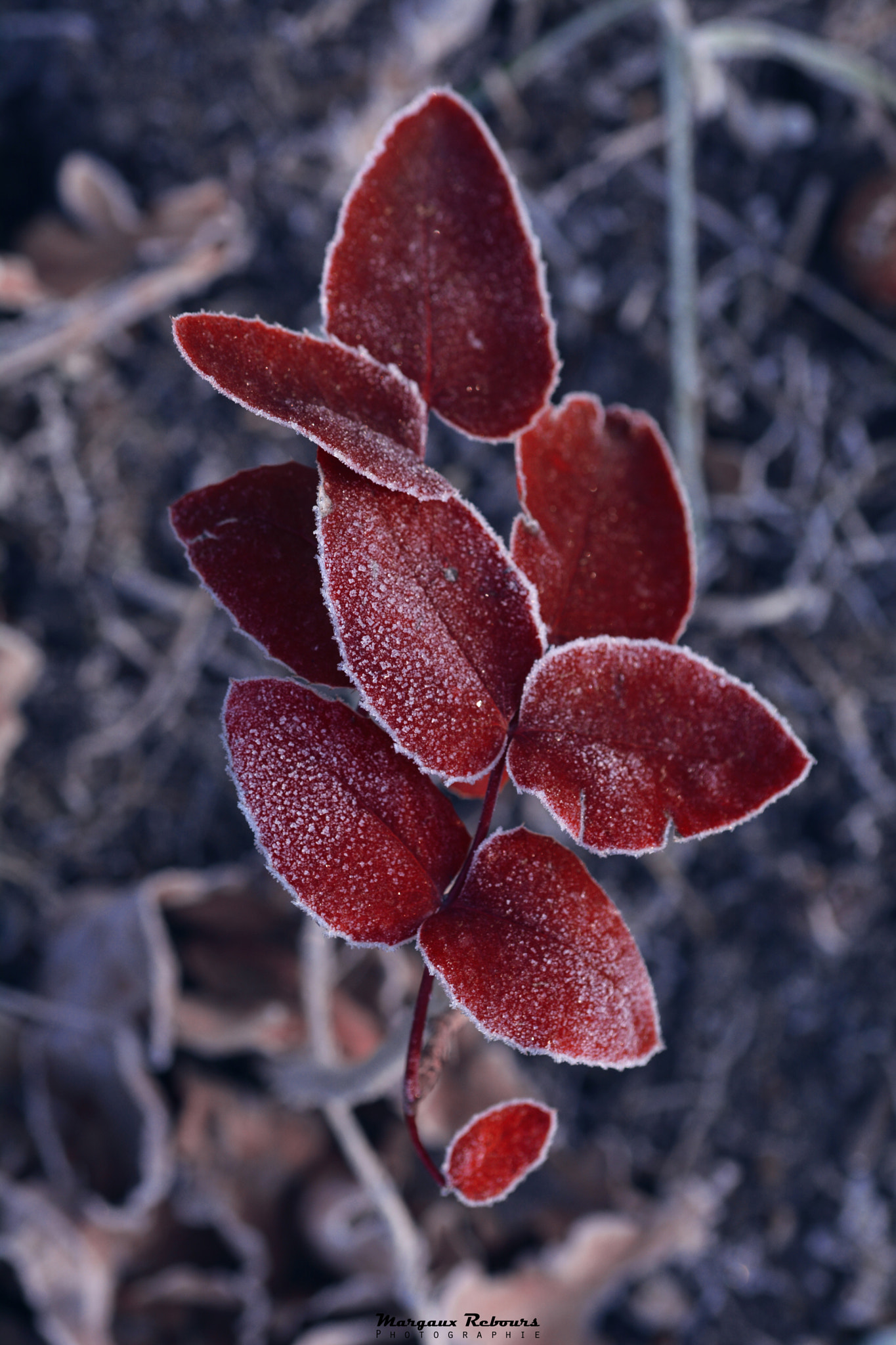 Nikon D5200 + AF Zoom-Nikkor 35-135mm f/3.5-4.5 N sample photo. Sweetness red photography