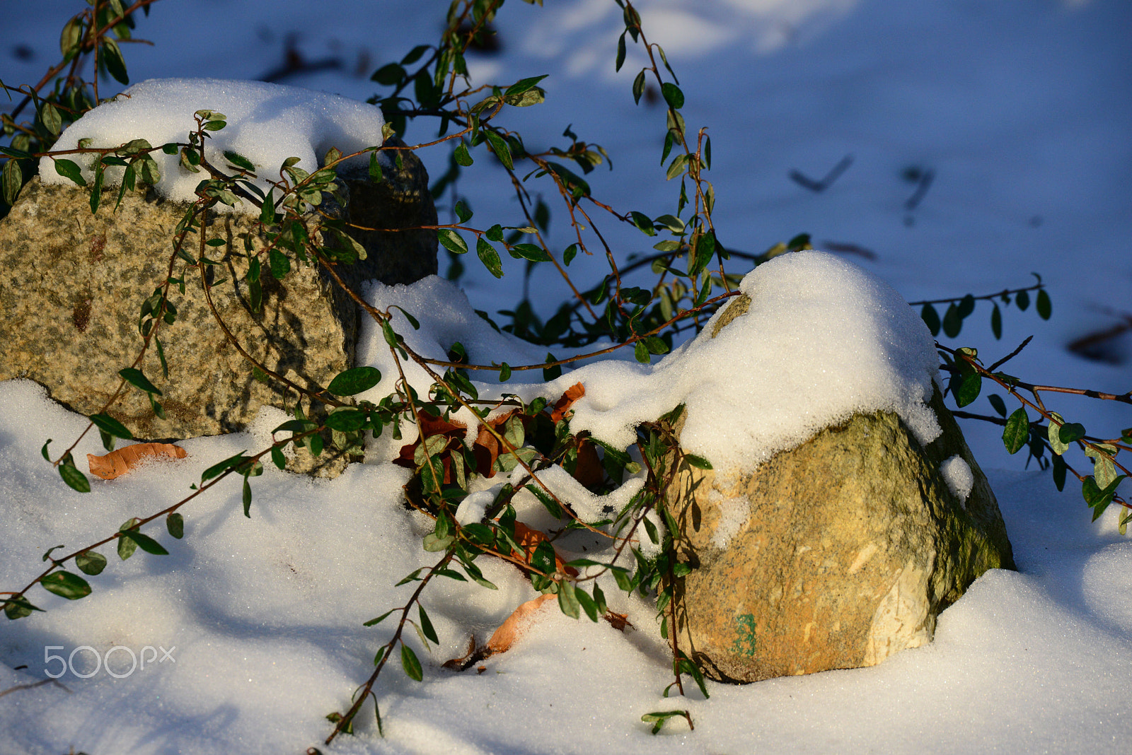 Nikon D800 sample photo. Last tray of winter photography