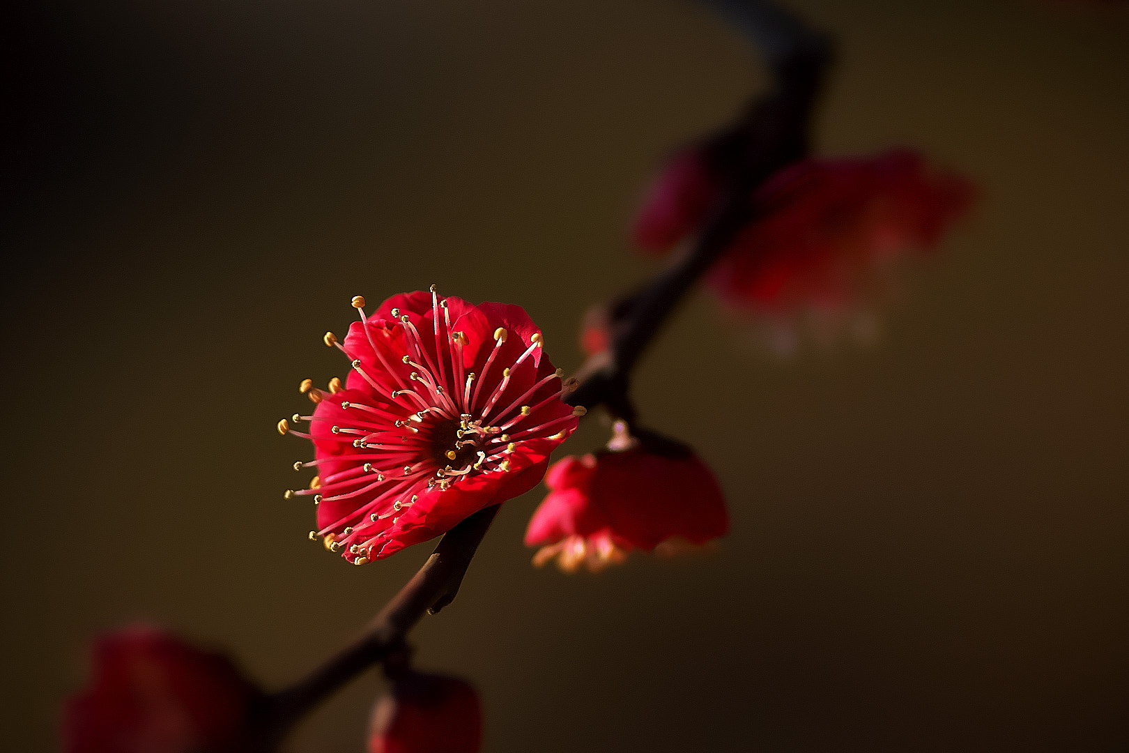 Sony a7 + 135mm F2.8[T4.5] STF sample photo. Red plum photography