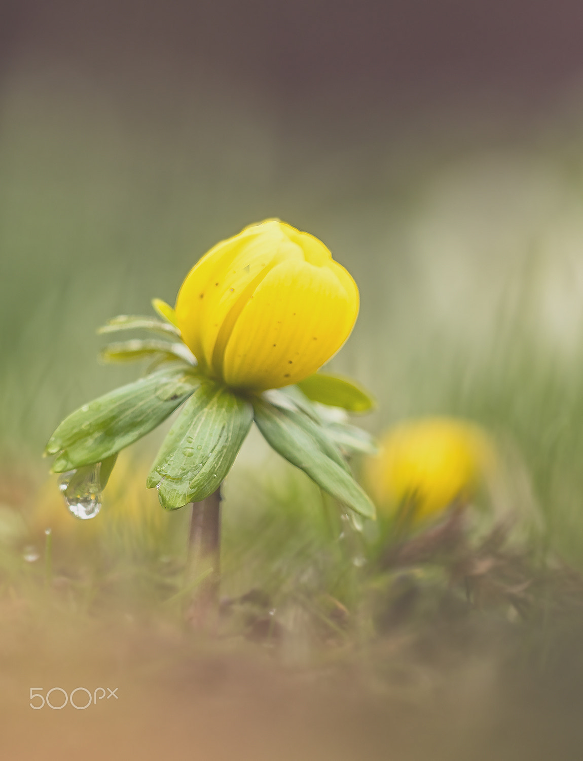 Nikon D500 + Sigma 150mm F2.8 EX DG Macro HSM sample photo. Spring mood ii photography