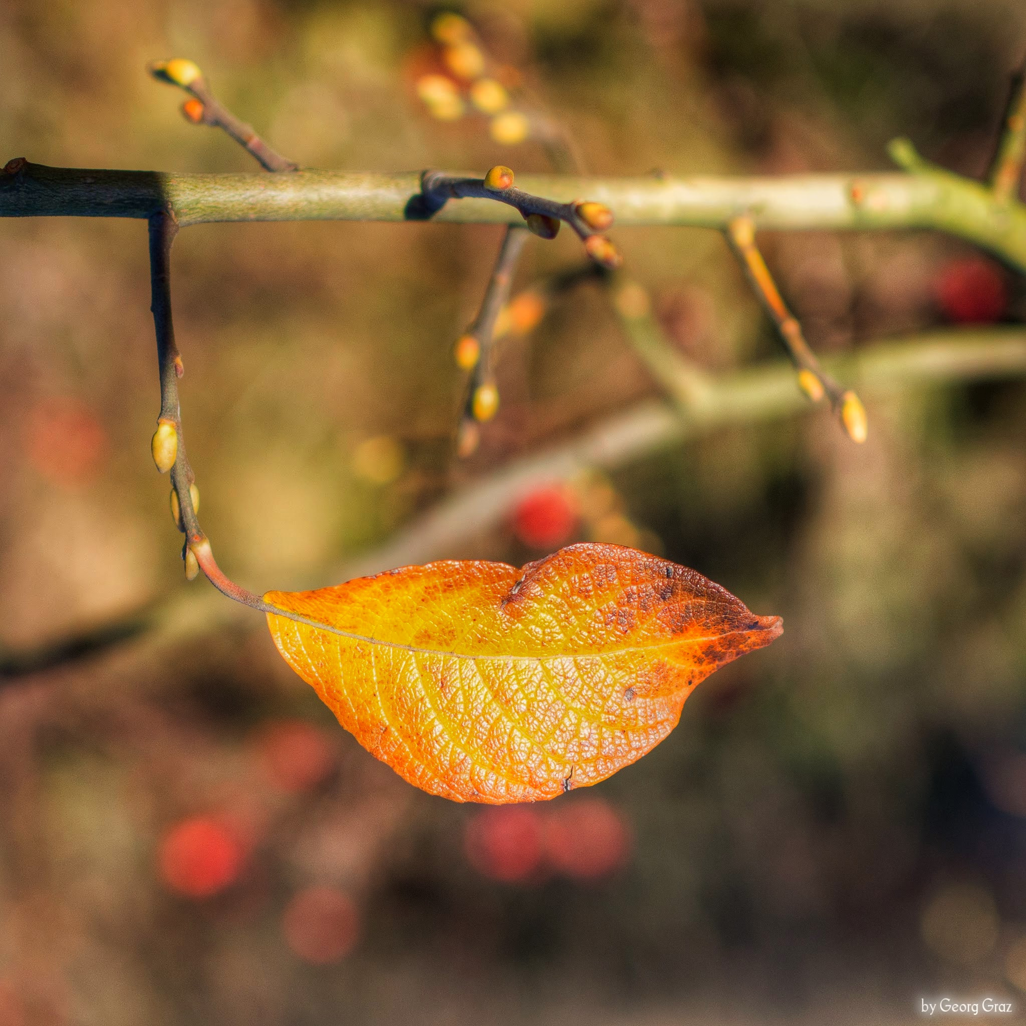 Olympus OM-D E-M10 II sample photo. Last autumn kiss ... photography